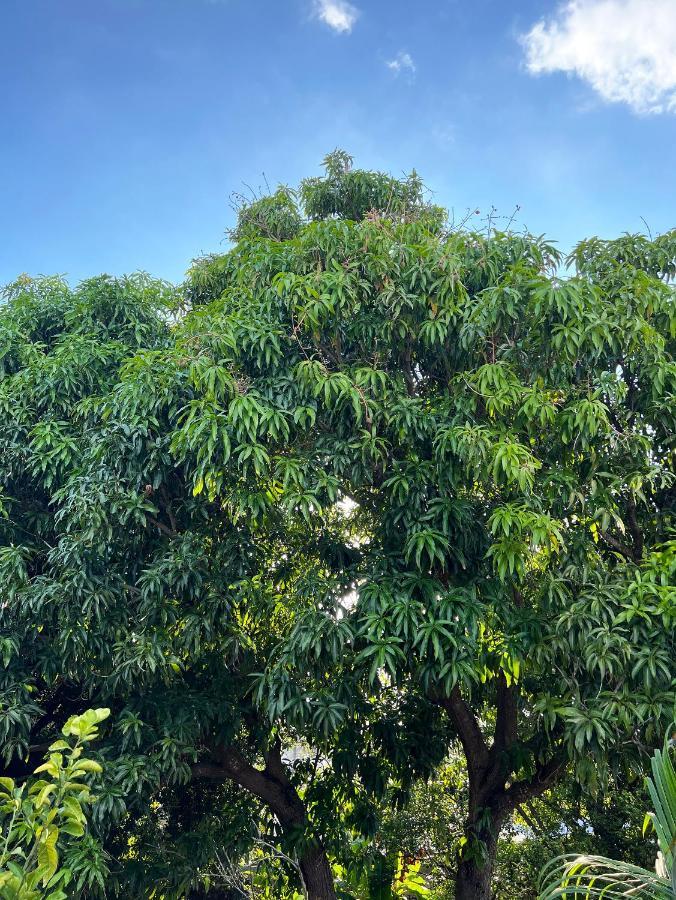 Bajo Las Hojas Campeche Dış mekan fotoğraf